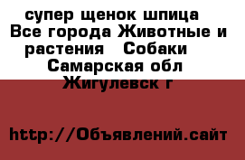 супер щенок шпица - Все города Животные и растения » Собаки   . Самарская обл.,Жигулевск г.